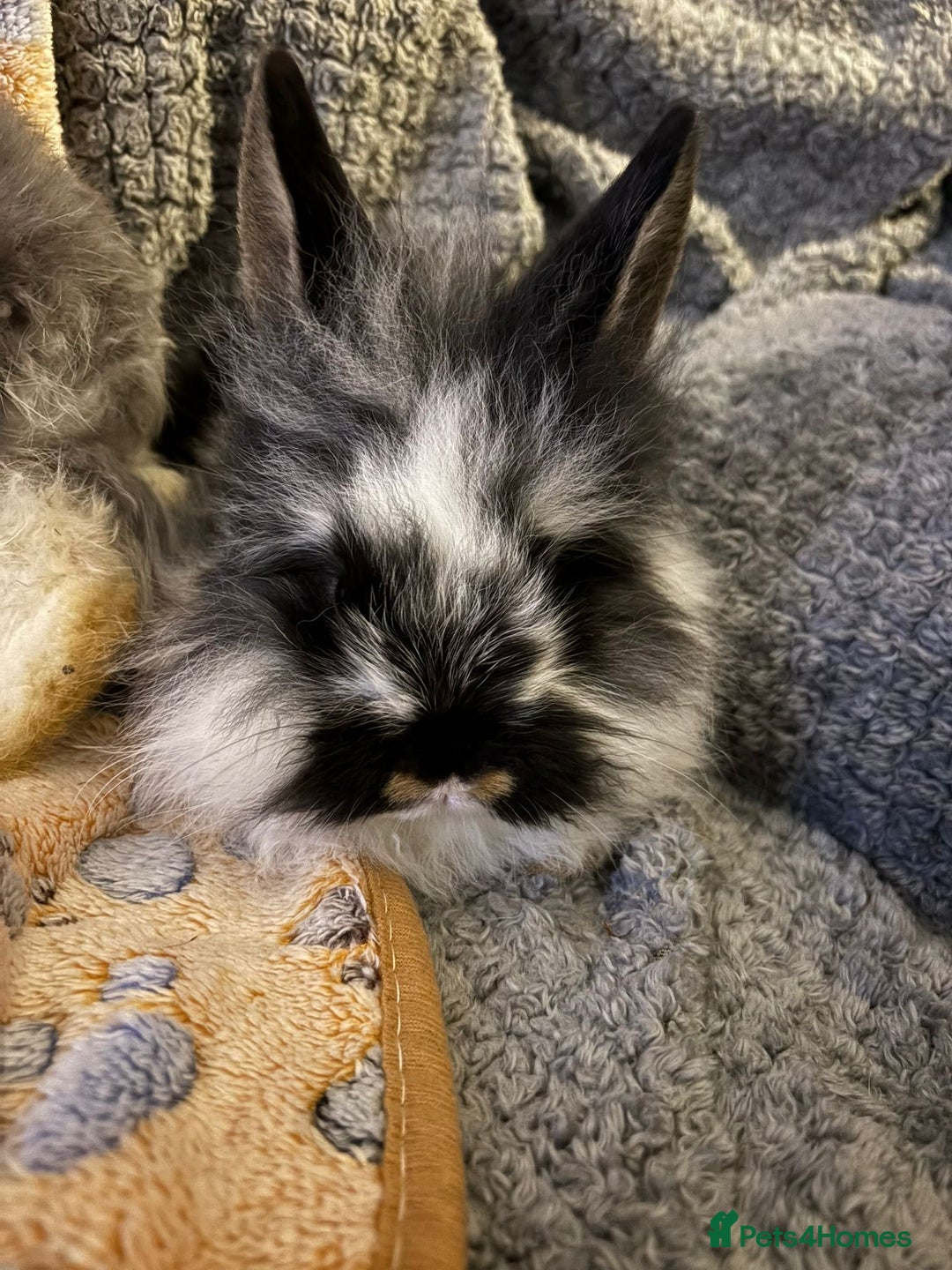 Lionhead rabbits for sale: bunnies - Advert 4