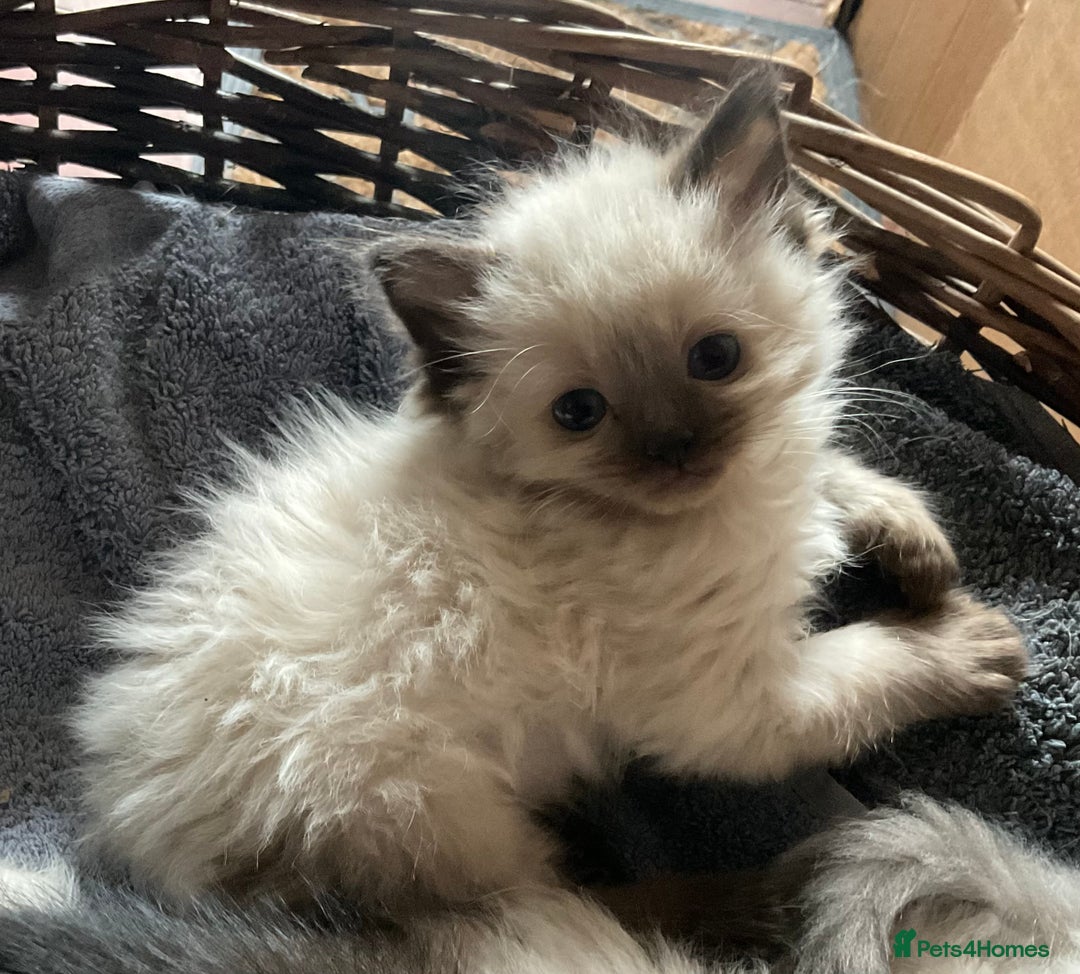 Ragdoll cats for sale: Lovely Kittens - Advert 1