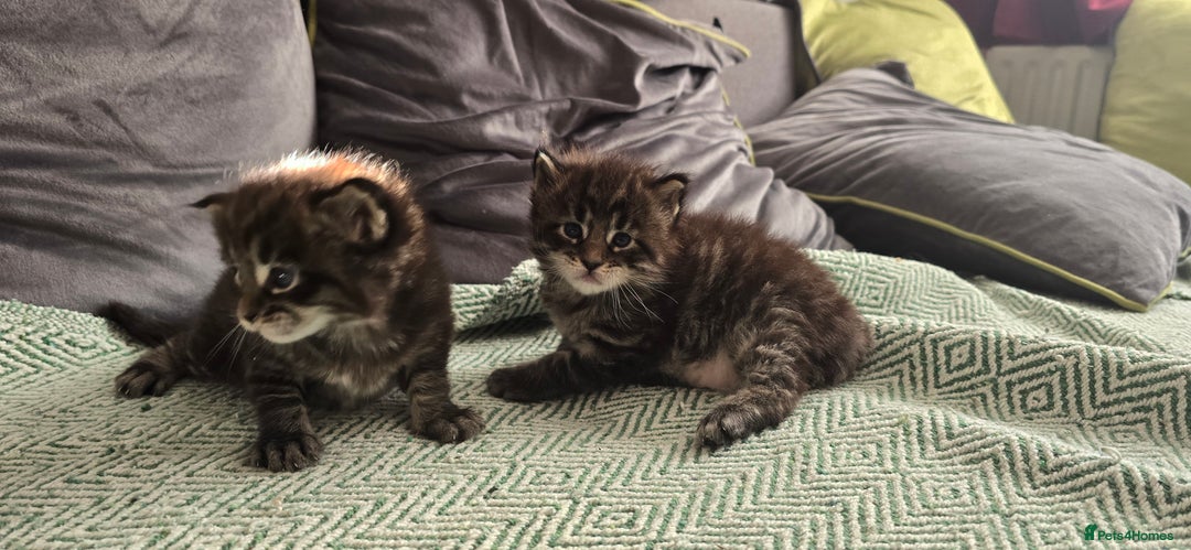 Maine Coon cats for sale: Maine Coon Kittens Booking  - Advert 8