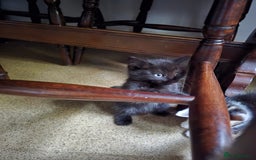Mixed Breed cats for sale: Beautiful kittens 8 weeks old  - Image 12