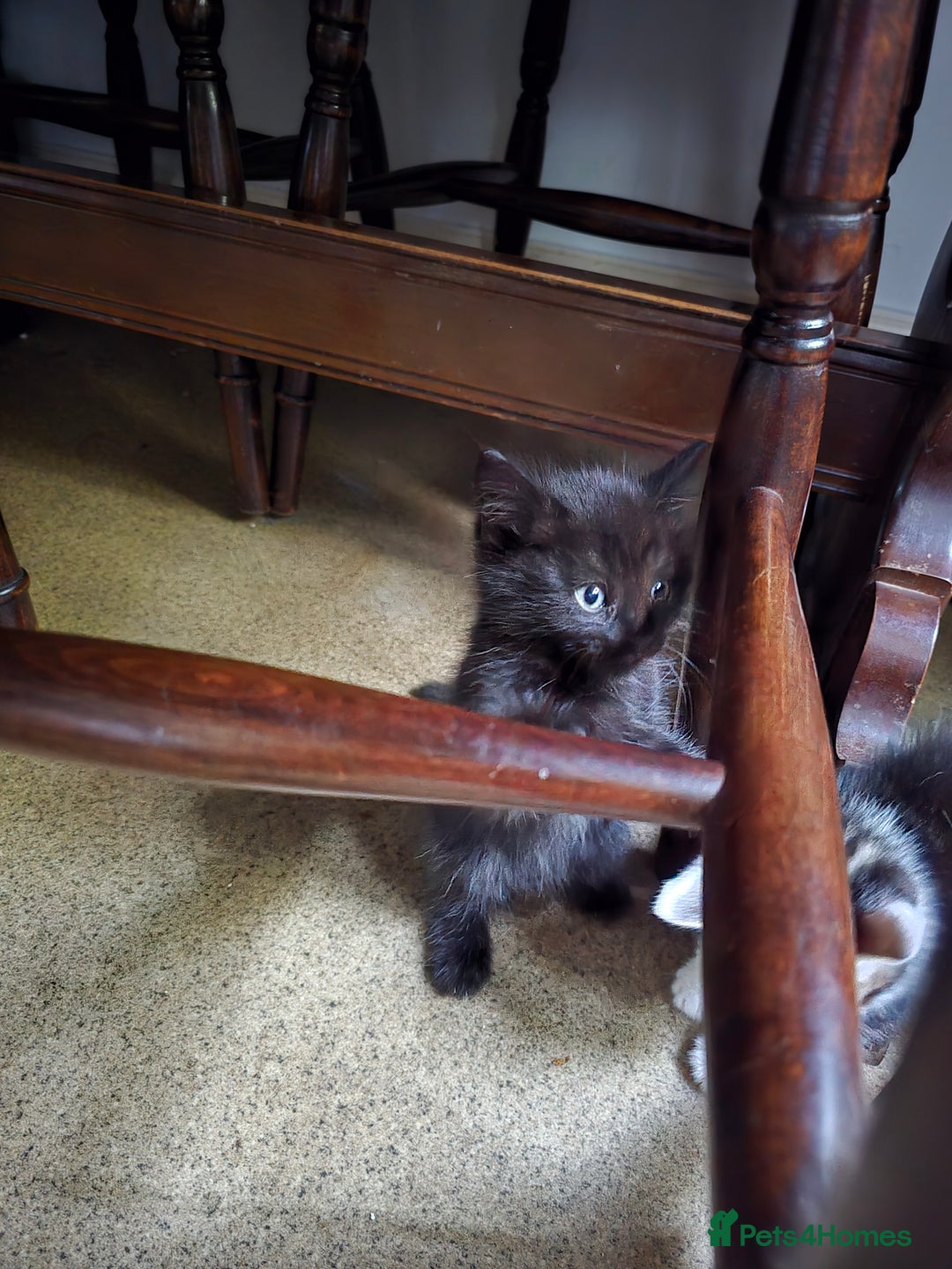 Mixed Breed cats for sale: Beautiful kittens 8 weeks old  - Image 12