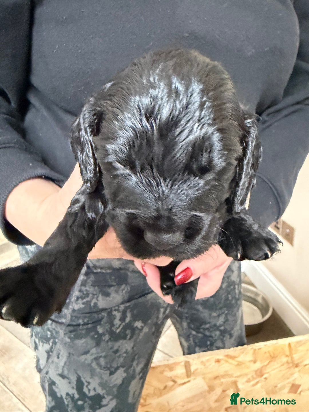 Cocker Spaniel dogs for sale: Working cocker spaniel puppies  - Advert 3