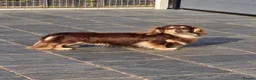 Miniature Dachshund dogs for stud: Miniature Longhaired Chocolate and Cream Stud - Advert 4