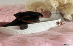 Yorkshire Terrier dogs for sale: 4 boys available  in London - Image 15
