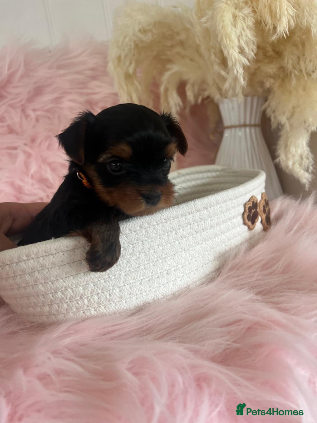 Yorkshire Terrier dogs for sale: 4 boys available  in London - Image 15