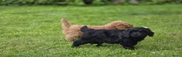 Cockapoo dogs for sale: Cockapoo Pups - Fully Health Tested and vaccinated in Wigton - Advert 24