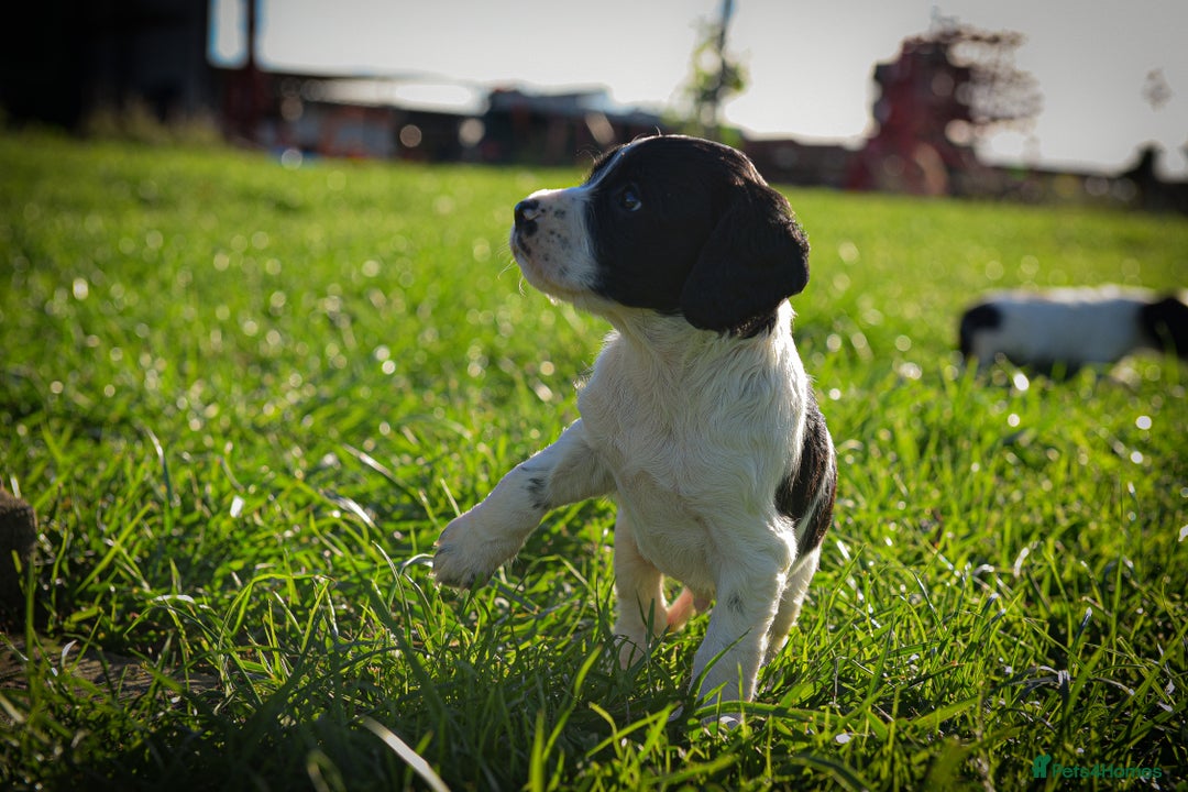 Sprocker dogs for sale: Beautiful Springer Spaniel KC Health Clear Parents - Image 13