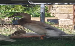 Ducks poultry for sale: Trio of Indian Runner Ducks - Image 3