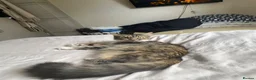 Mixed Breed cats for sale: One kitten left - Advert 5