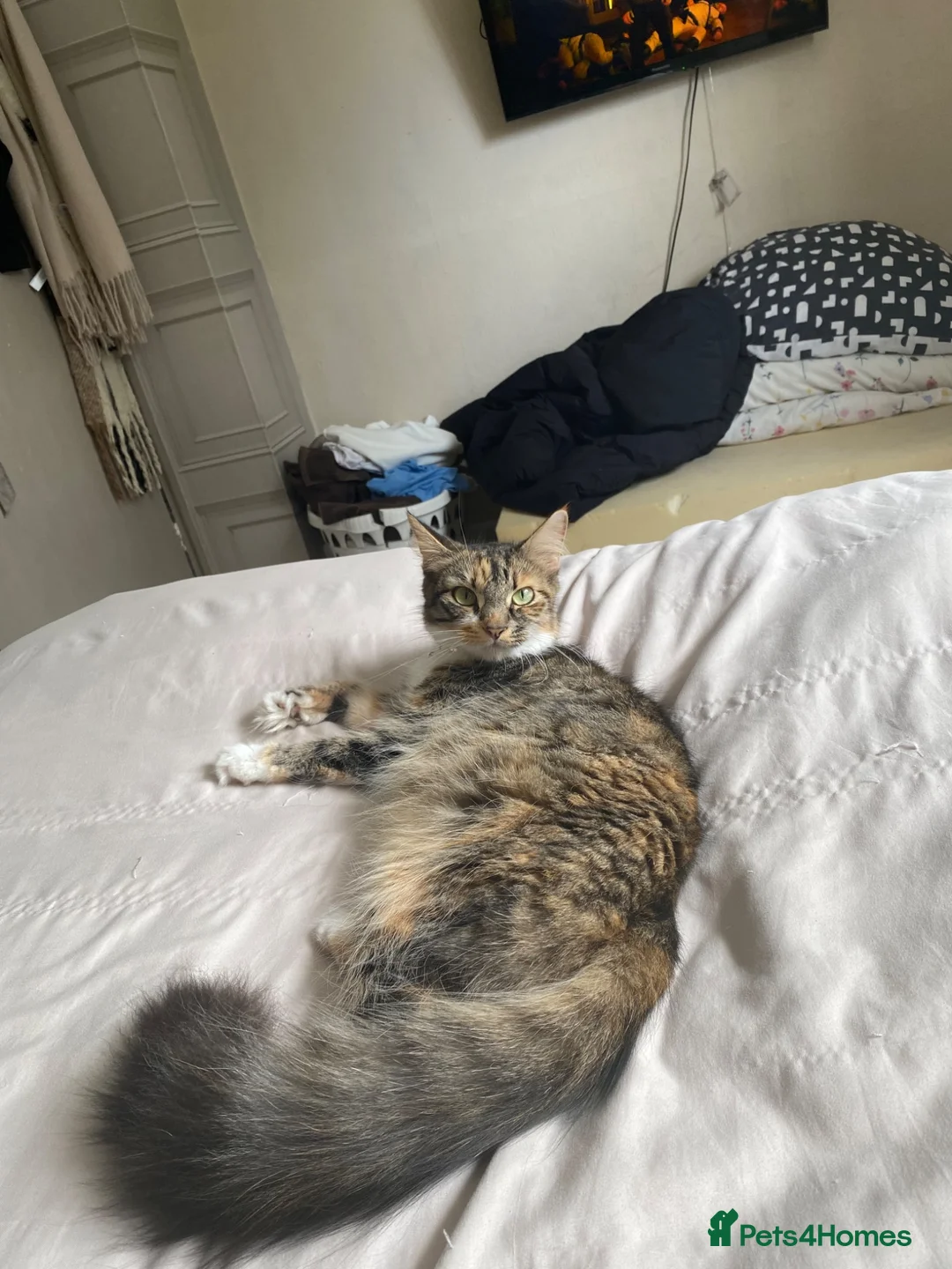 Mixed Breed cats for sale: One kitten left - Advert 5