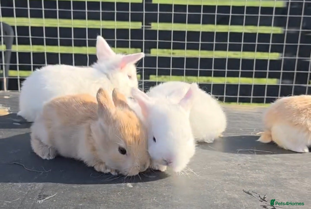 Mini Lop rabbits 3 mini lops available  - Advert 2