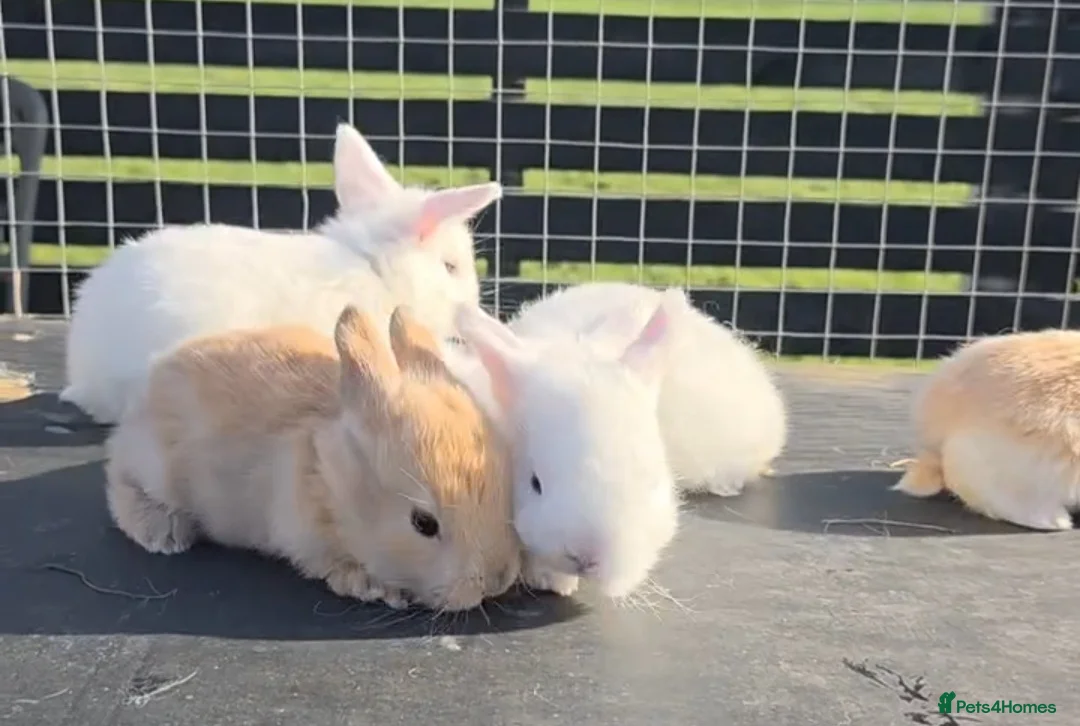 Mini Lop rabbits for sale: 3 mini lops available  - Advert 1
