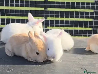 Mini Lop rabbits 3 mini lops available - Advert 2