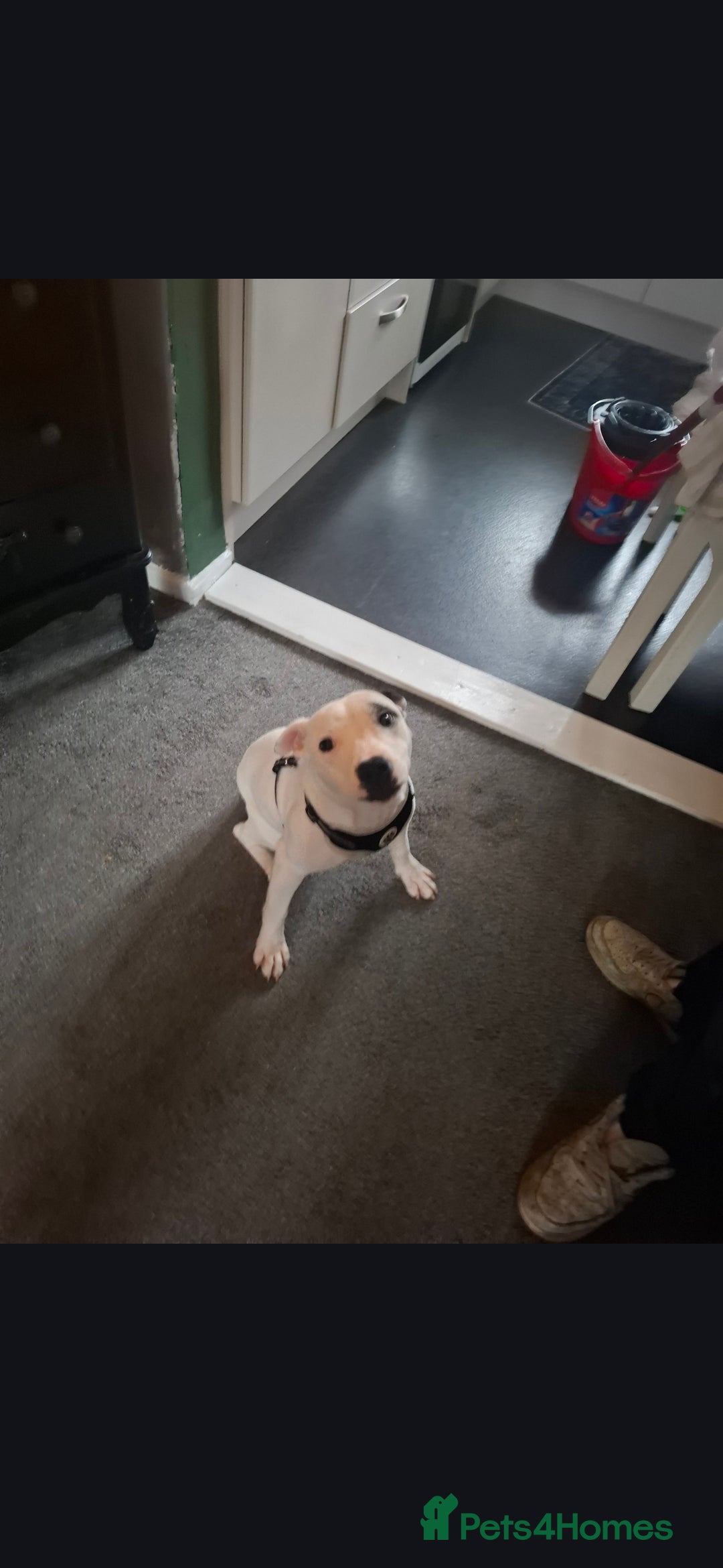 Staffordshire Bull Terrier dogs 6 month old male staffy patch - Advert 1