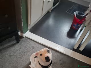 Staffordshire Bull Terrier dogs 6 month old male staffy patch - Advert 7