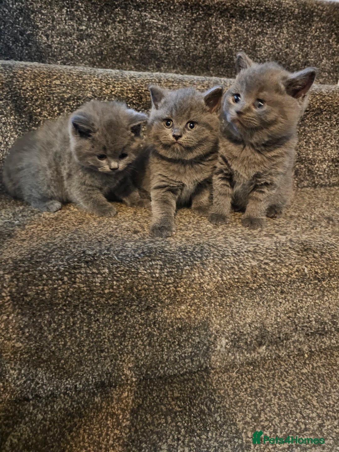 British Shorthair cats for sale: British shorthair kittens  - Advert 7