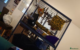 Rat rodents for sale: 5 Male Rats with Double Critter Nation Cage - Image 2