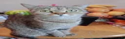 Mixed Breed cats for sale: Miniature kittens ready to go  - Advert 5