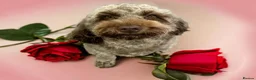 Cockapoo dogs for sale: Chocolate Cockapoo puppies- READY NOW - Advert 5