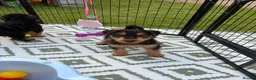 Airedale Terrier dogs for sale: ⭐️ KC AIREDALE PUPS FROM LICENSED BREEDER ⭐️ - Advert 12