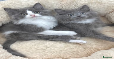 Mixed Breed cats - Advert 11