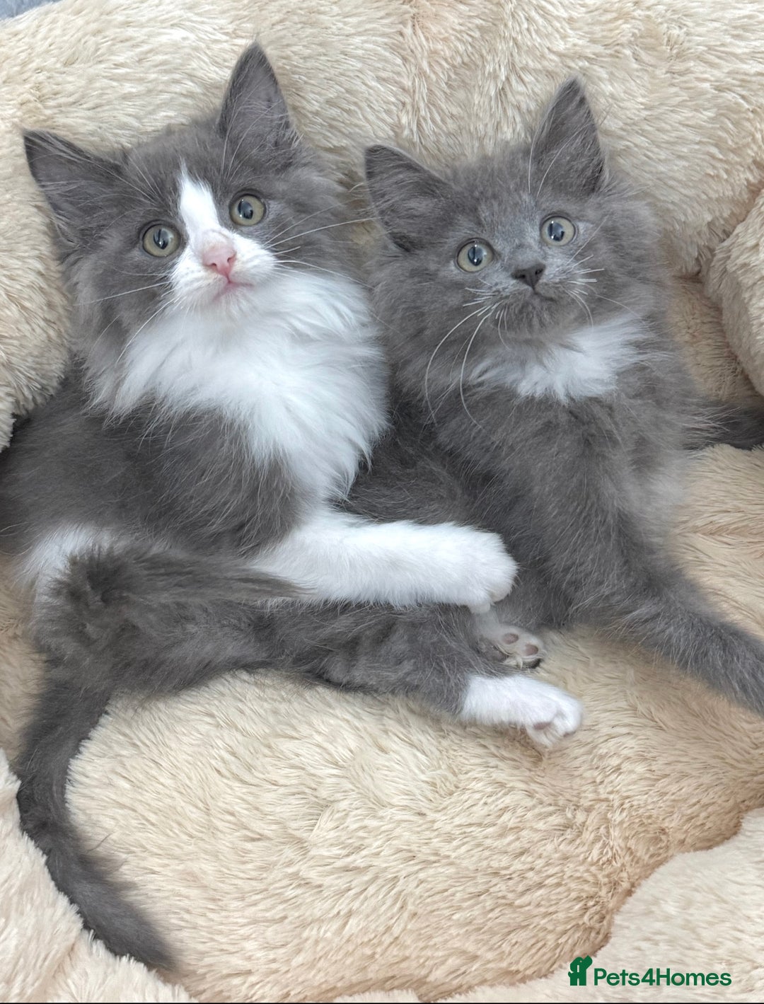Mixed Breed cats for sale: BEAUTIFUL FLUFFY GREY KITTENS   - Image 2