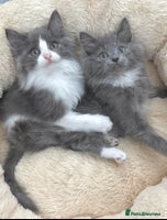 Mixed Breed cats - Advert 7