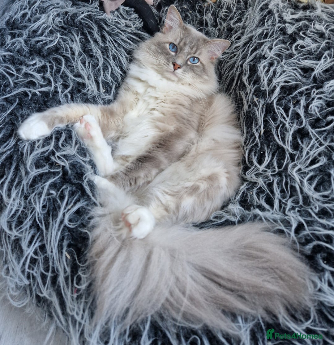 Ragdoll cats for stud: Handsome blue lynx Ragdoll for stud in Bathgate - Image 9