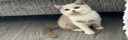 British Shorthair cats for sale: Ready Now - British Shorthair Registered Kittens - Advert 4