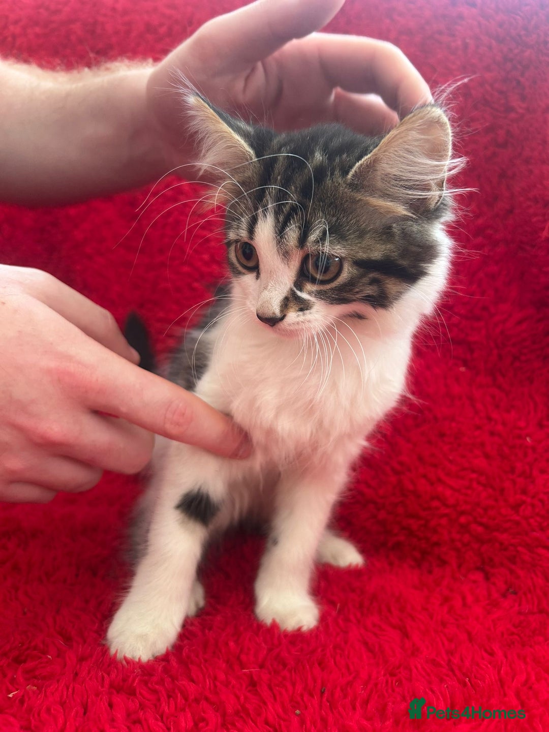 Mixed Breed cats for sale: Gorgeous kittens - Image 6