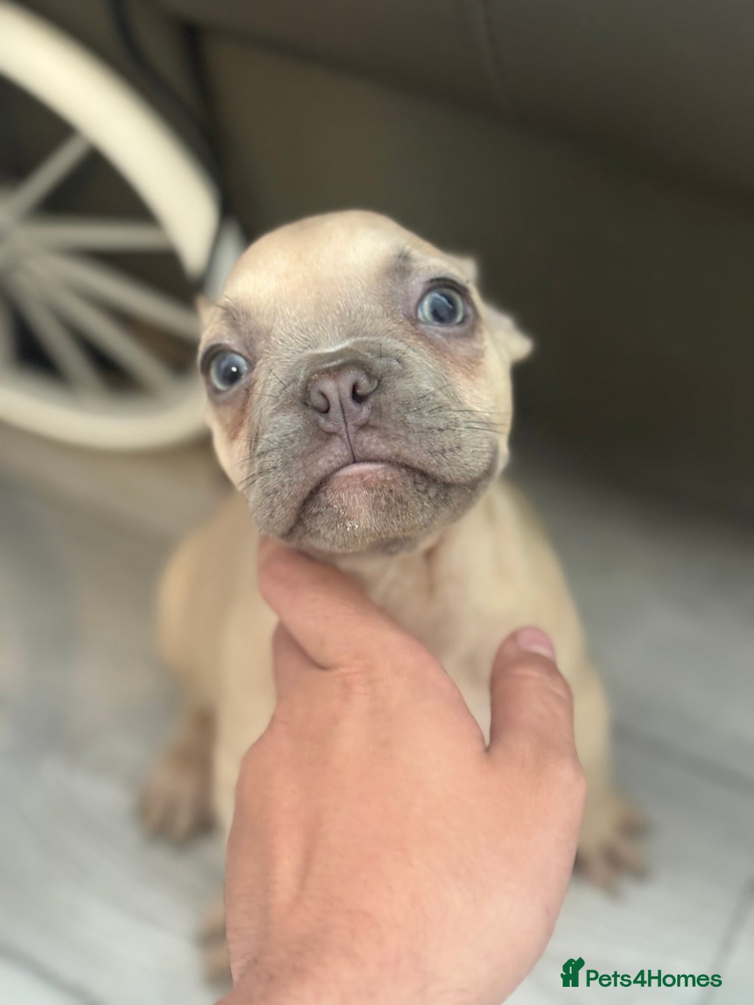 French Bulldog dogs for sale: french bulldog puppy’s  - Advert 3