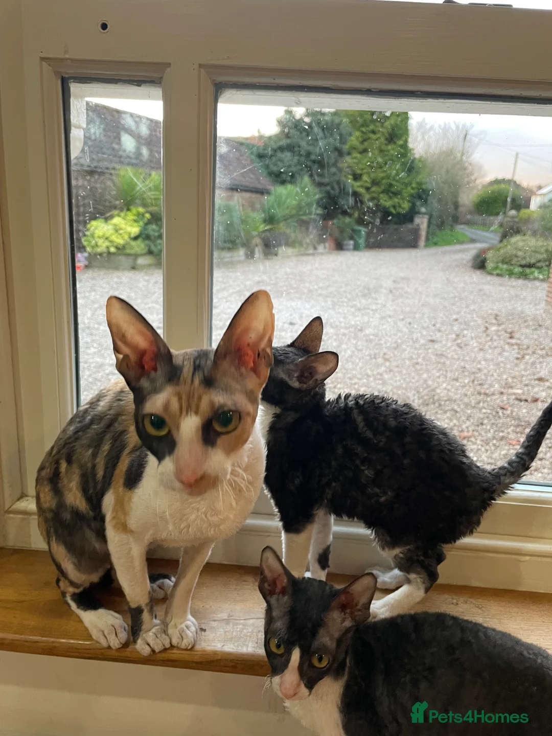 Cornish Rex cats for sale: Ready Now!  GCCF registered & PRA negative  - Advert 8
