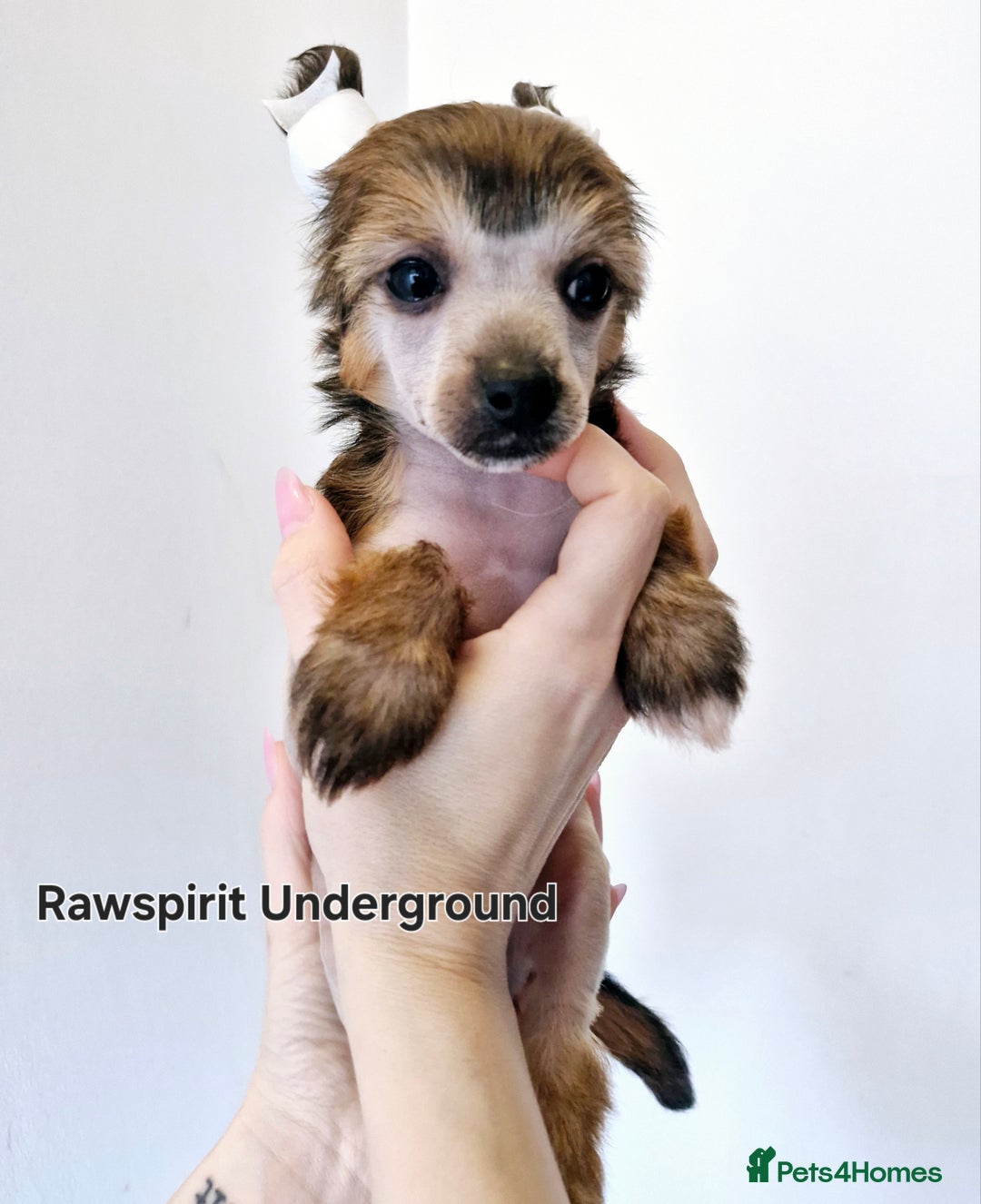 Chinese Crested dogs for sale: Powder puff and hairless girl available  in Crewe - Image 4