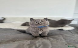 British Shorthair cats for sale: 💎  CHAMPION LINES BSH BLUE  💎 - Advert 10