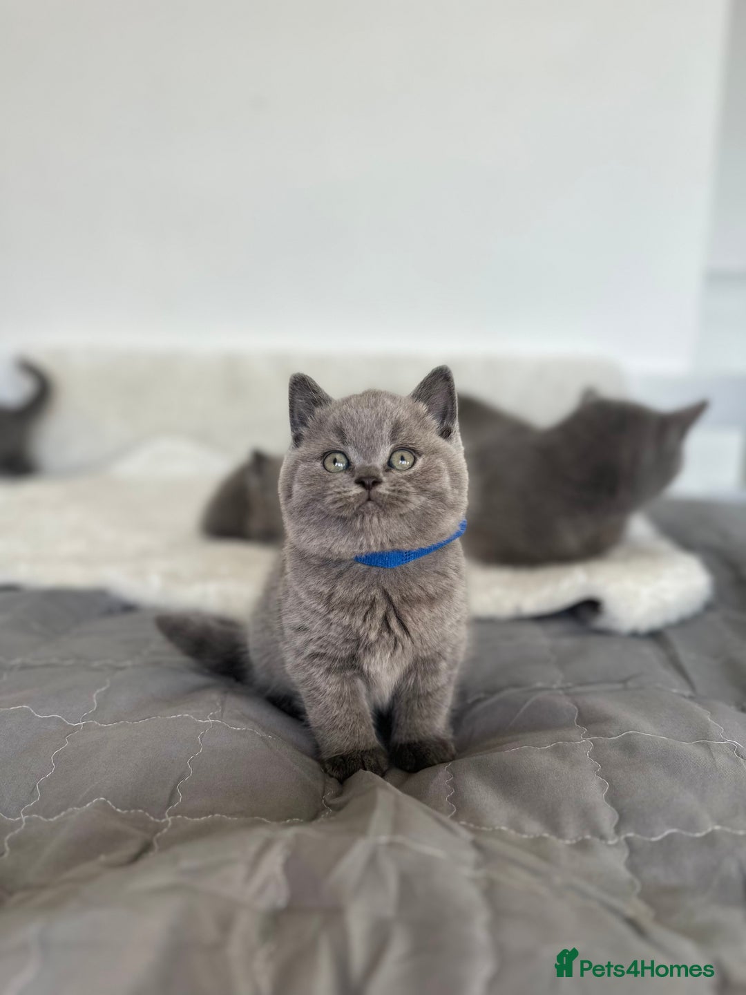 British Shorthair cats for sale: 💎  CHAMPION LINES BSH BLUE  💎 - Advert 10