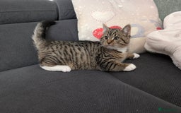 Ragdoll cats for sale: Ragdoll x BSH/MaineCoon kittens  - Advert 9