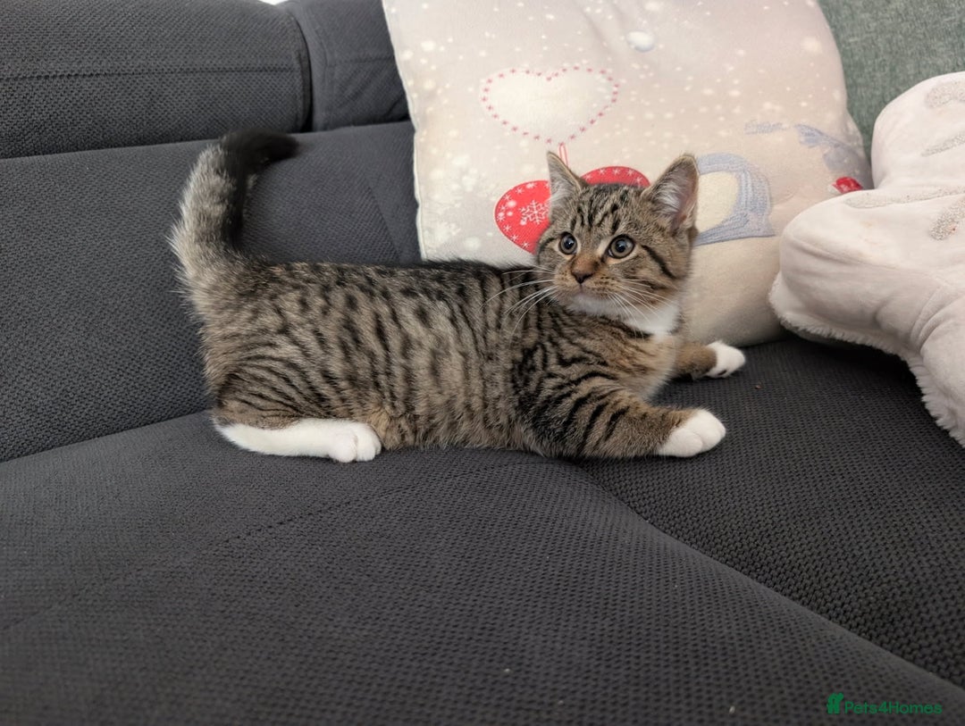 Ragdoll cats for sale: Ragdoll x BSH/MaineCoon kittens  - Advert 9