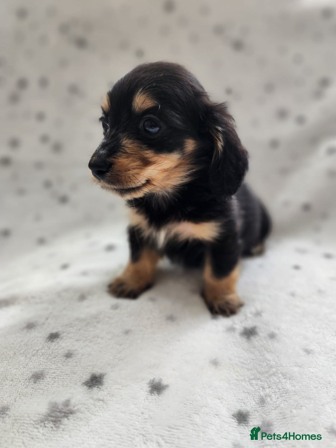 Miniature Dachshund dogs for sale: Kc Registered Long Haired Miniature Dachshunds - Advert 12