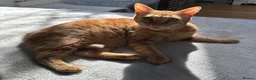 Arabian Mau cats for sale: 🐾 Boston – Beautiful 1-Year-Old Arabian Mau  - Advert 5