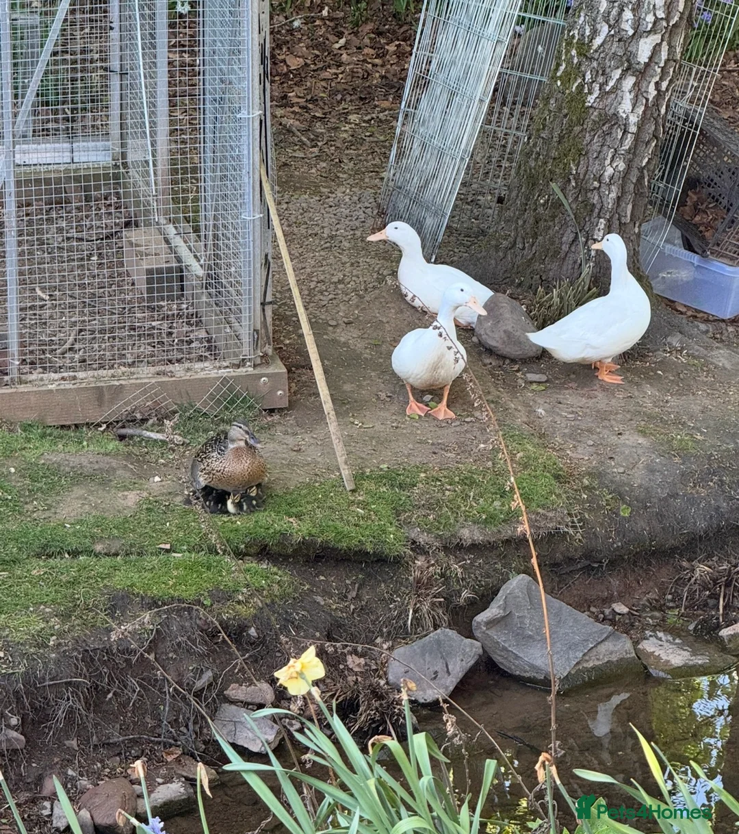 Ducks poultry for sale: 3 Female Kortlang Whites in Lauder - Advert 4