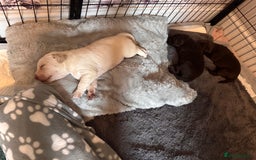 Labrador Retriever dogs for sale: Labrador puppies - Image 7