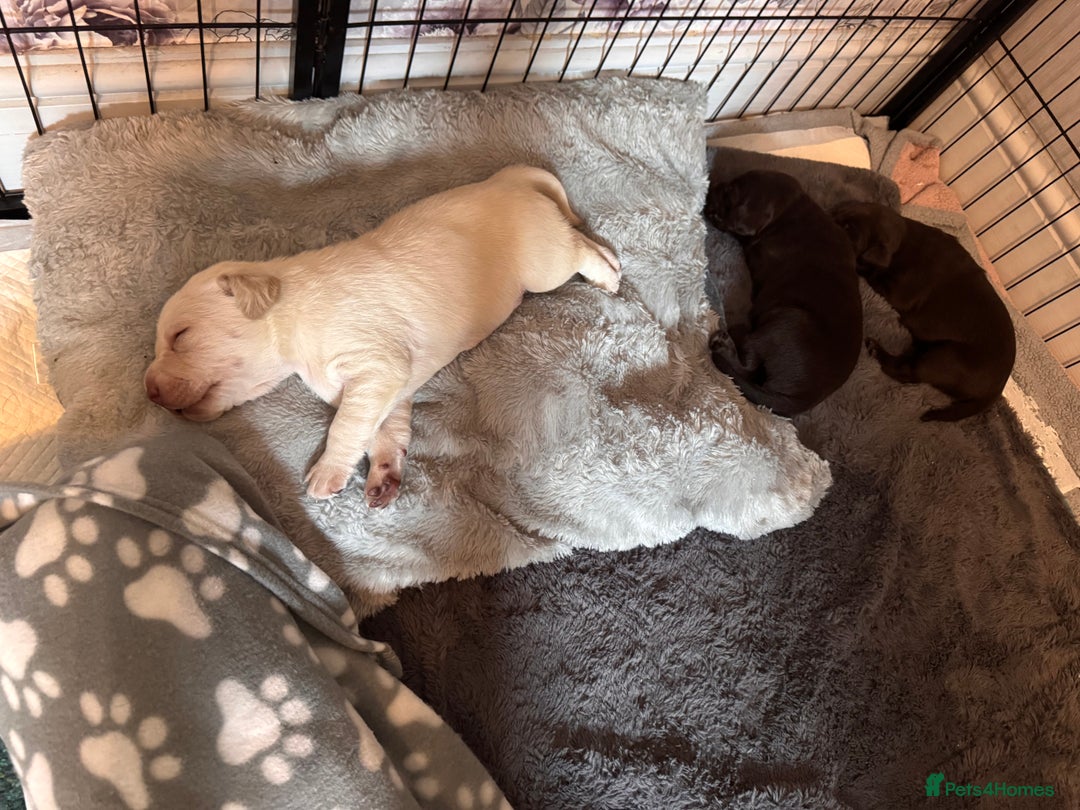 Labrador Retriever dogs for sale: Labrador puppies - Image 7