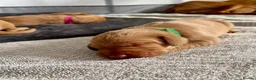 Hungarian Vizsla dogs for sale: Hungarian Vizsla Puppy 14 weeks old  - Advert 10