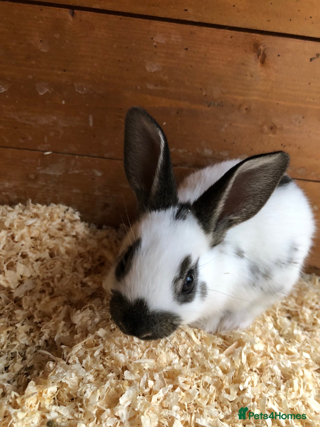 English Spot rabbits for sale: Baby English spot rabbits  in Wickford - Image 15