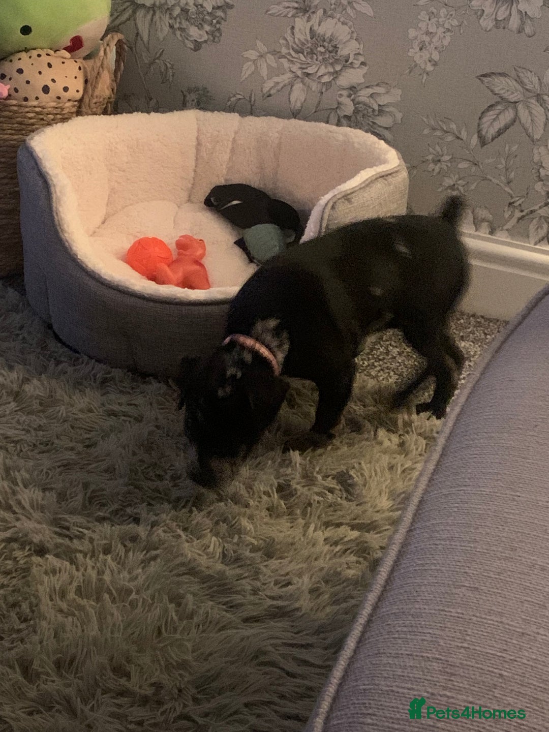 Mixed Breed dogs for sale: 4 month old female - Image 2