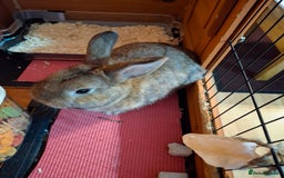 Netherland Dwarf rabbits for sale: rodney  - Advert 4