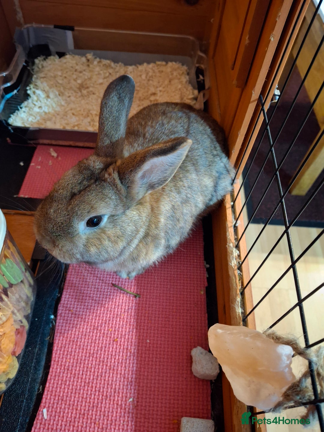 Netherland Dwarf rabbits for sale: rodney  - Advert 4