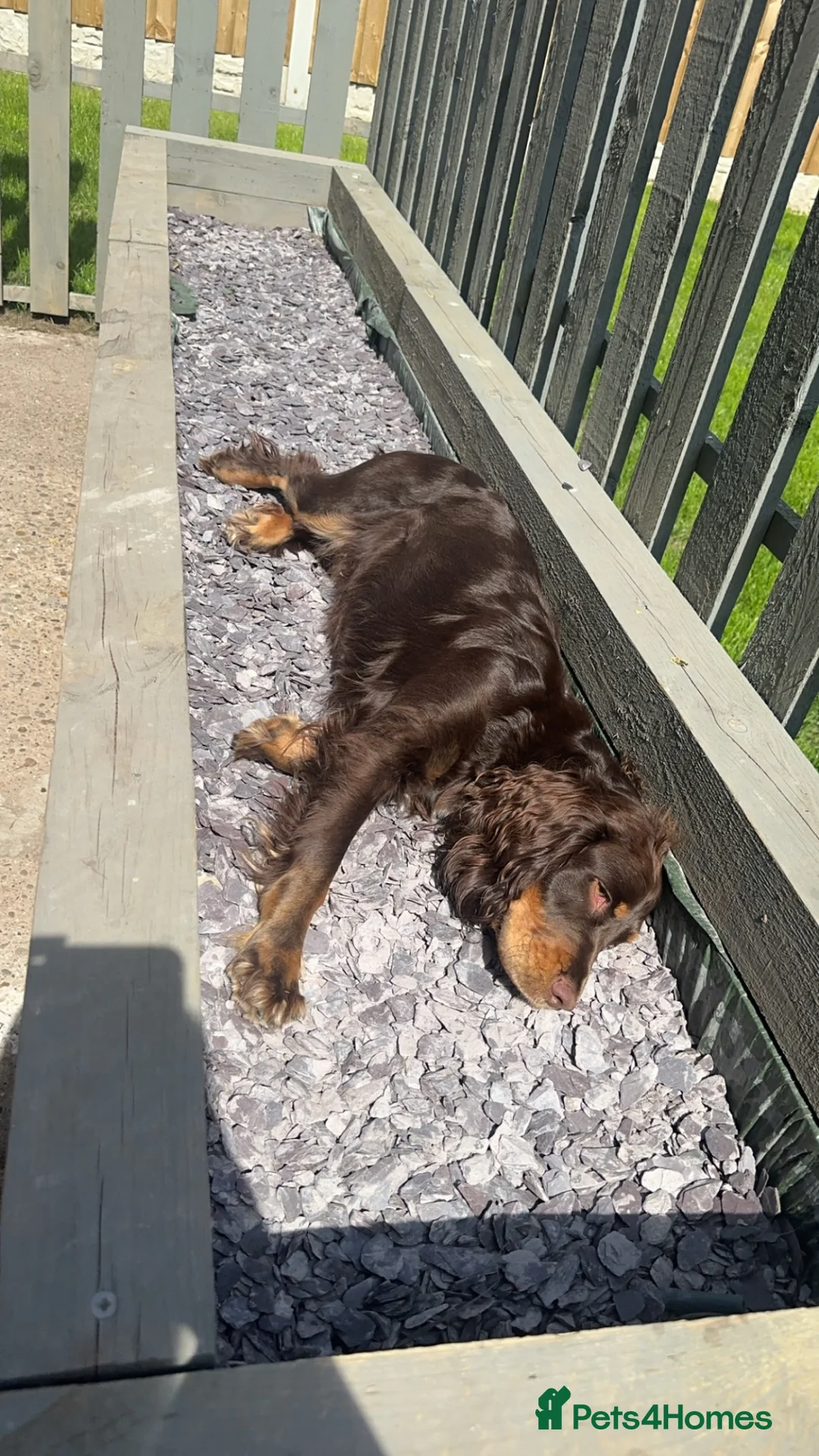 Sprocker dogs for sale: 🐾Sprocker puppies🐾 - Advert 34