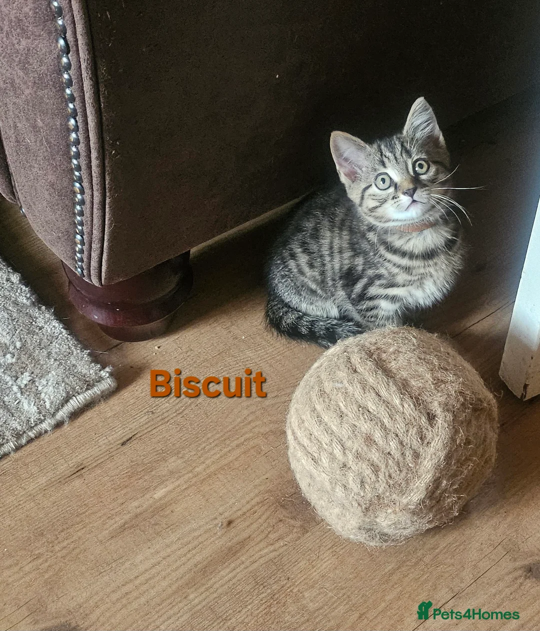British Shorthair cats for sale: British Short Haired and Turkish Angora mix  - Advert 26