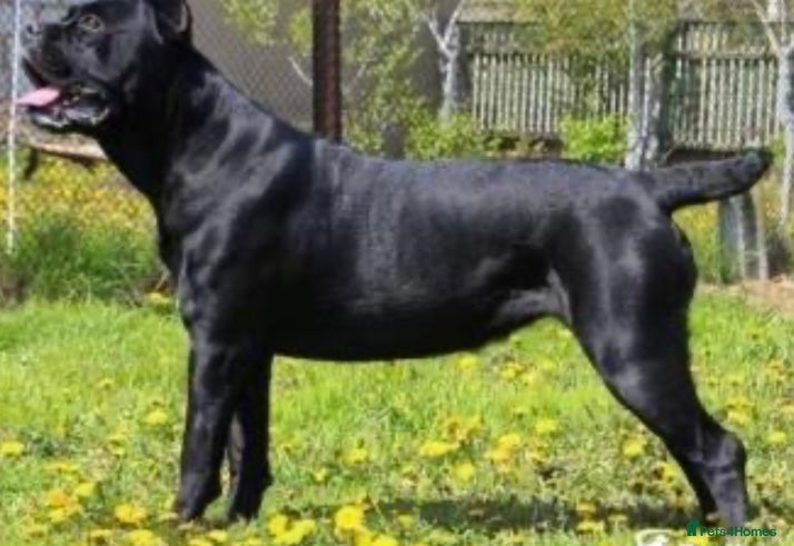 Cane Corso dogs Beautiful puppy’s  - Advert 1